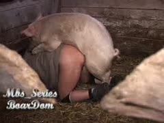 Gay beastiality lover on pig porn
